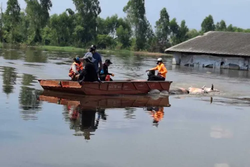 Flooded Prachin Buri pig farm loses 2,000 pigs, state clears carcasses by Thursday