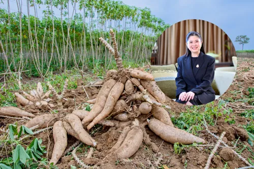 Commerce Ministry pushes cassava export markets; pelletised cassava up over 30% in H1 2026
