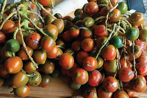 Chiang Mai credit union offers longan growers restructured loans as it pushes switch to peach palm